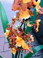 Seltene Orchidee XL 60-80 cm  CAMBRIA