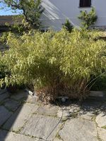 Grosser Bambus, winterhart, pflegeleicht für Garten, Top