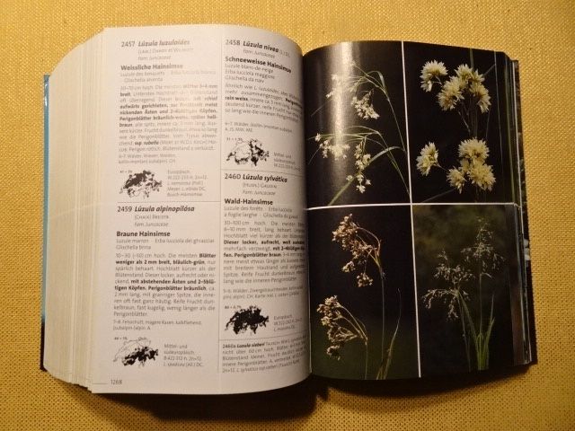 Libri: Flora Helvetica - 2 Bücher – Usato da Oberweningen venduto da Gerini 8