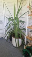 Yucca Zimmerpflanze, gross, pflegeleicht, Topf inklusive!
