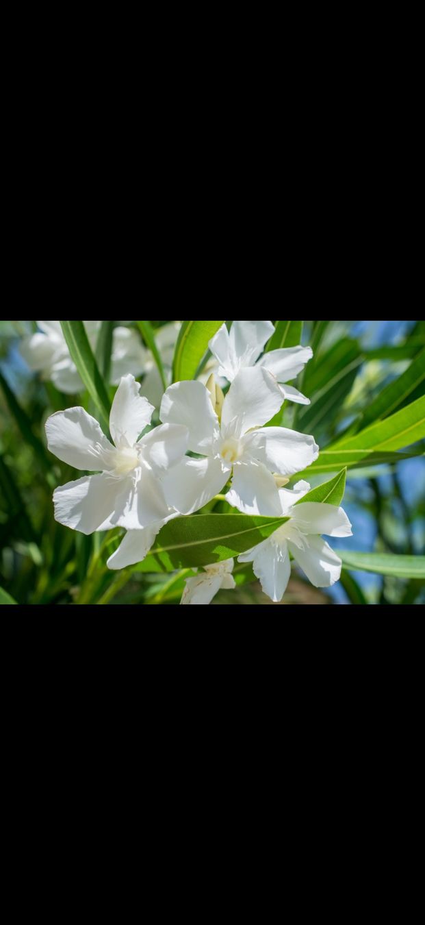 Plantes & graines: weisser Oleander – D'occasion à Grosshöchstetten par goky 2