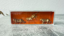 Preiser Tiger 20380 H0 1:87 in OVP