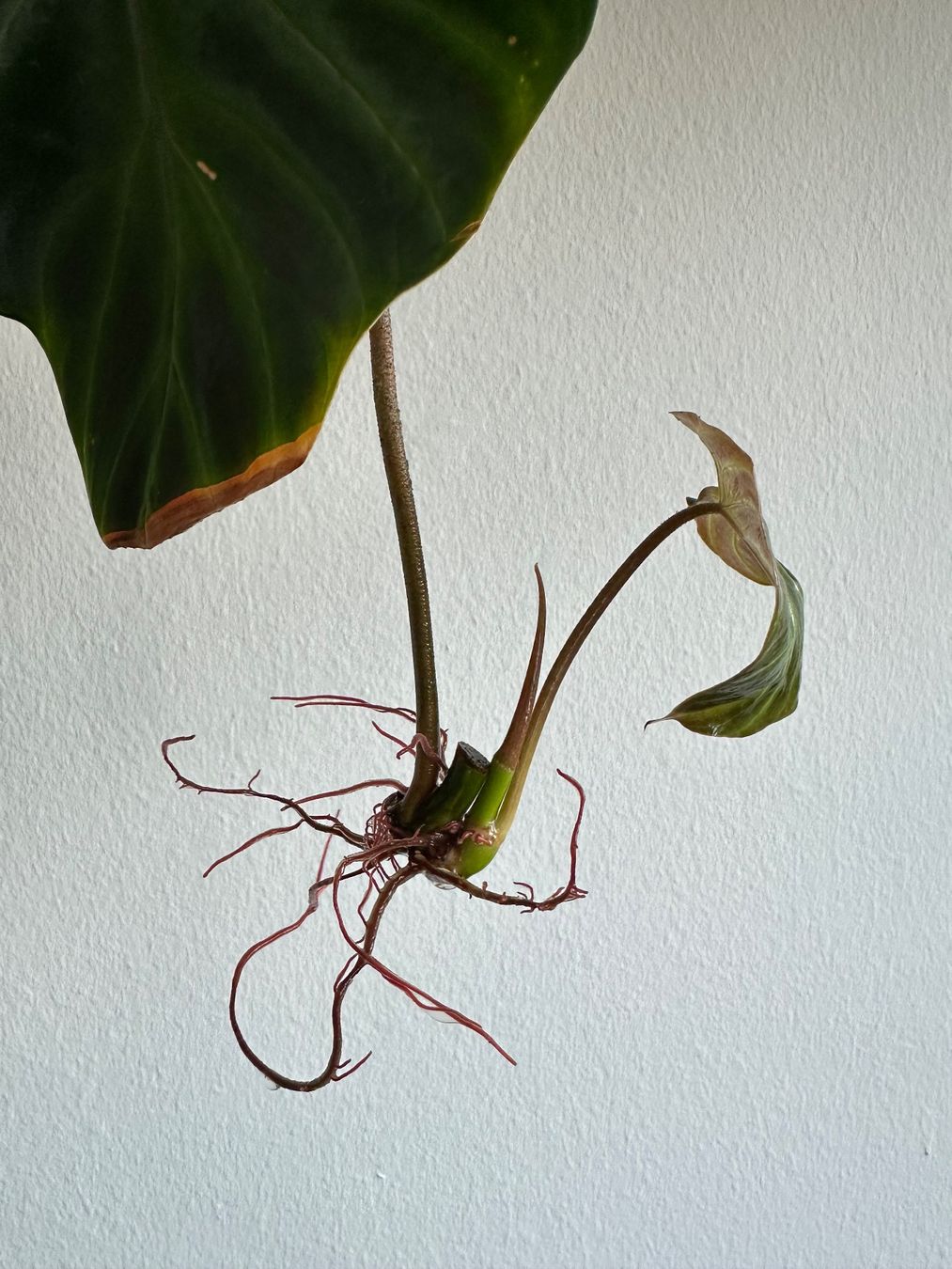 Piante & sementi: Philodendron verrucosum Steckling – Usato da Zürich venduto da ong8 3