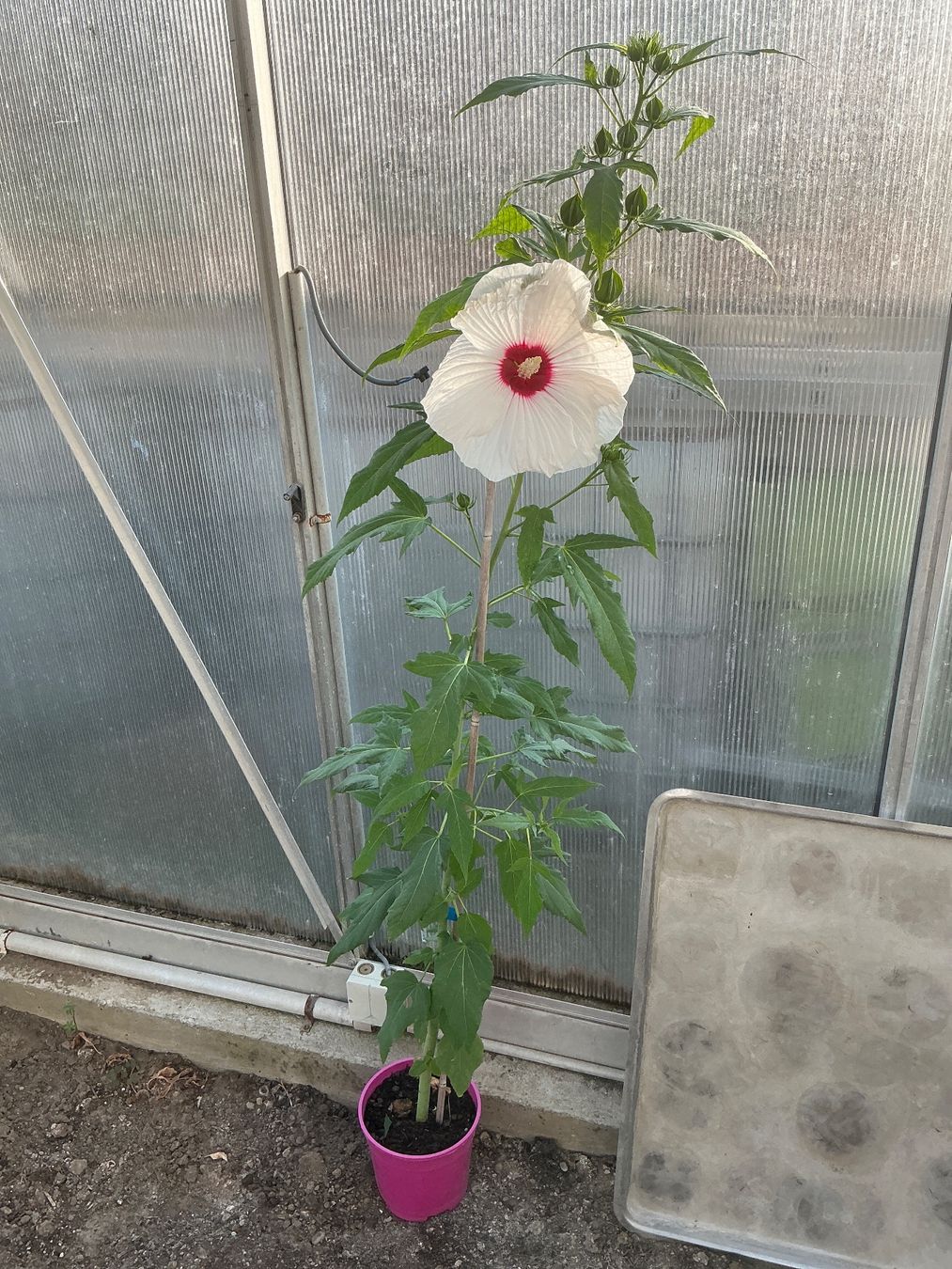 Pflanzen & Samen: Hibiskus moscheutos winterhart – Gebraucht aus seon von Agnom 2