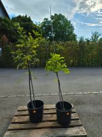 2 wunderschöne Blauregen ‘Black Dragon’ –Wisteria floribunda