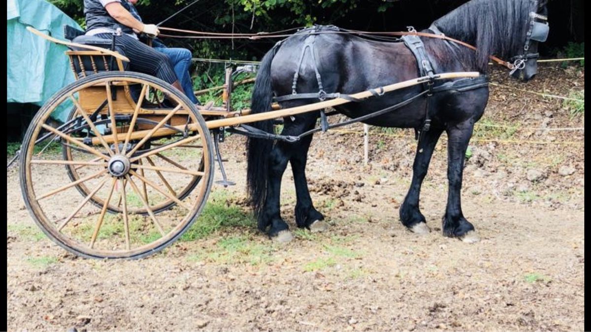 Carrozze: Einachser Kutsche mit Brustblatt- Geschirr – Usato da Grasswil venduto da Maria054