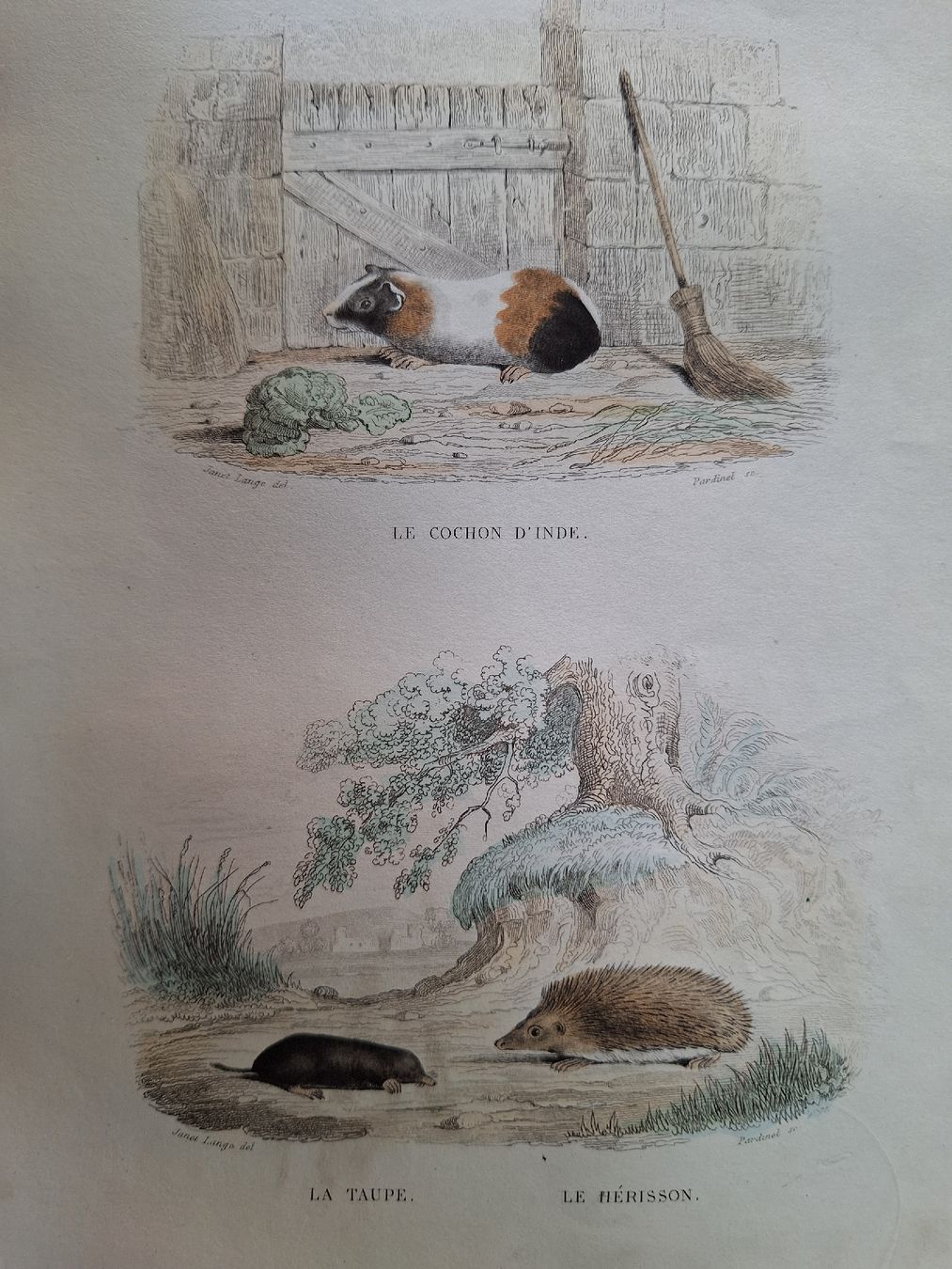 Incisioni: LE COCHON D'INDE. LA TAUPE. LE HERISSON – Usato da Bevaix venduto da bohrap