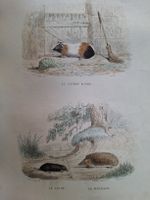 LE COCHON D'INDE. LA TAUPE. LE HERISSON
