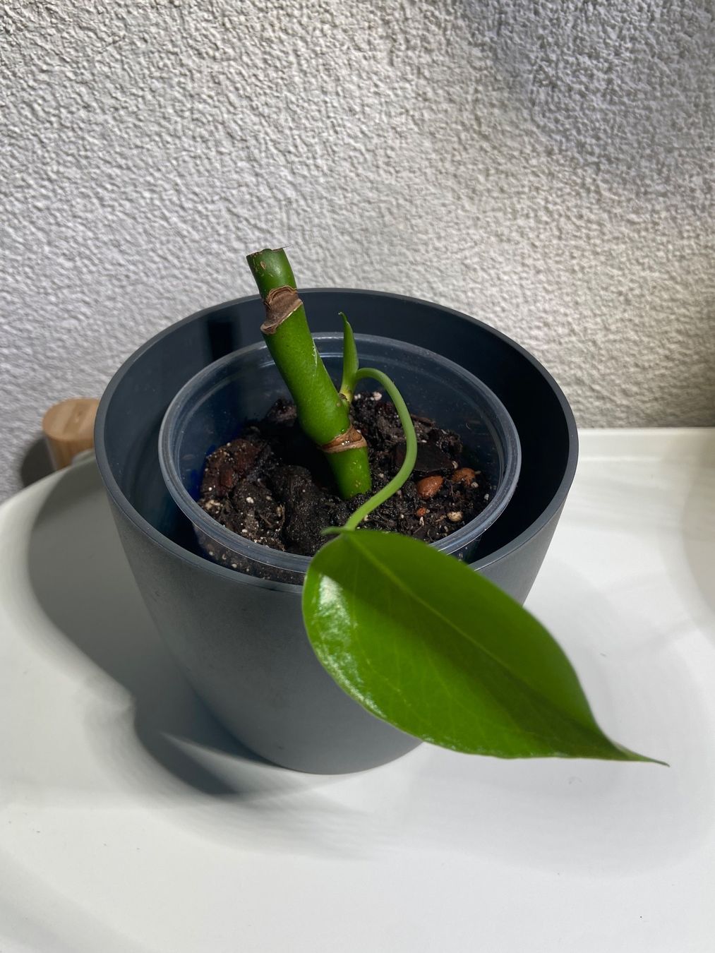 florida beauty philodendron Philodendron billietiae variegata x Florida Beauty