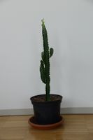 Kaktus: Euphorbia Trigona Rubra