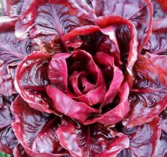 Piante & sementi: ROTE ZICHORIE 🌱 CHICORÉE ROUGE – Nuovo e nell'imballaggio originale da Rovio venduto da POSITIFFARTandPLANTS 5