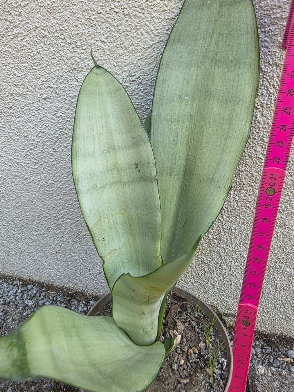 Piante & sementi: Sanseveria "Moonshine" / Sammlersorte Bogenhanf Ableger – Nuovo (secondo la descrizione) da Thalheim venduto da silvara01 2