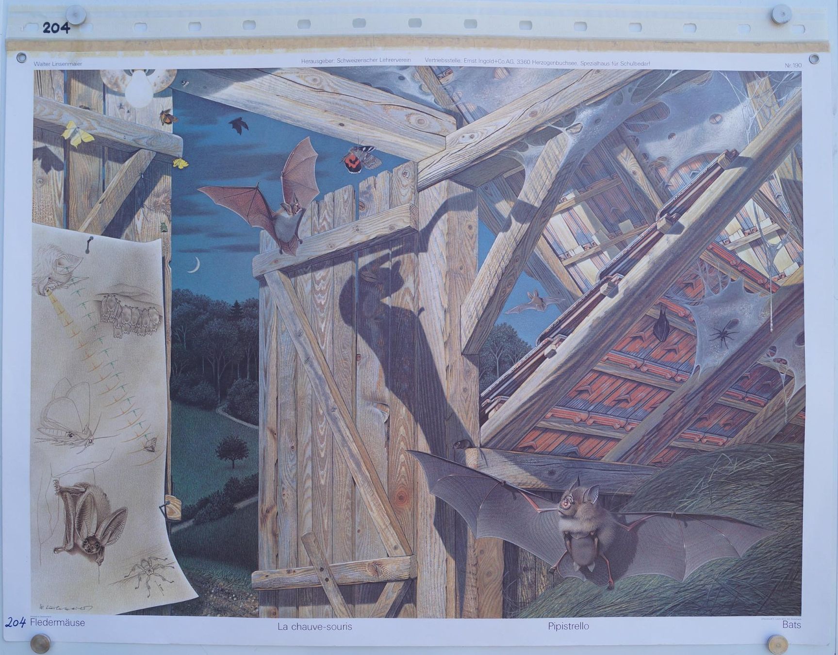 Poster & Bilder: Schulwandbild "Fledermäuse" Linsenmaier Fledermaus B= %%%%%% – Gebraucht aus Härkingen von sammelbecken 1