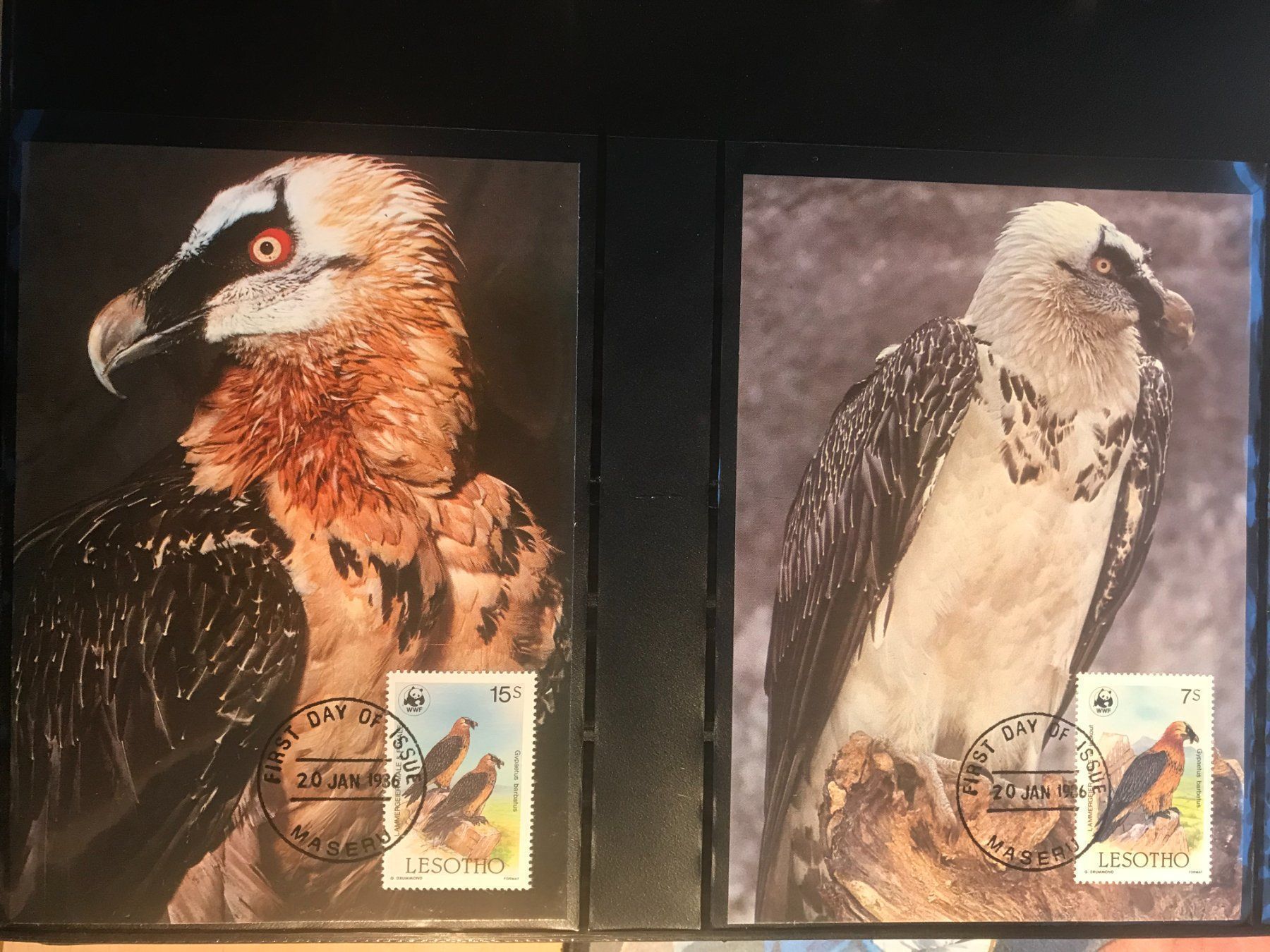 Tutti i francobolli: WWF Lesotho 1986 Satz Bartgeier Maximumkarten – Nuovo (secondo la descrizione) da Liestal venduto da schnueps