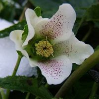 Rose de Noël - White lady spotted    ( 2 PLANTS )
