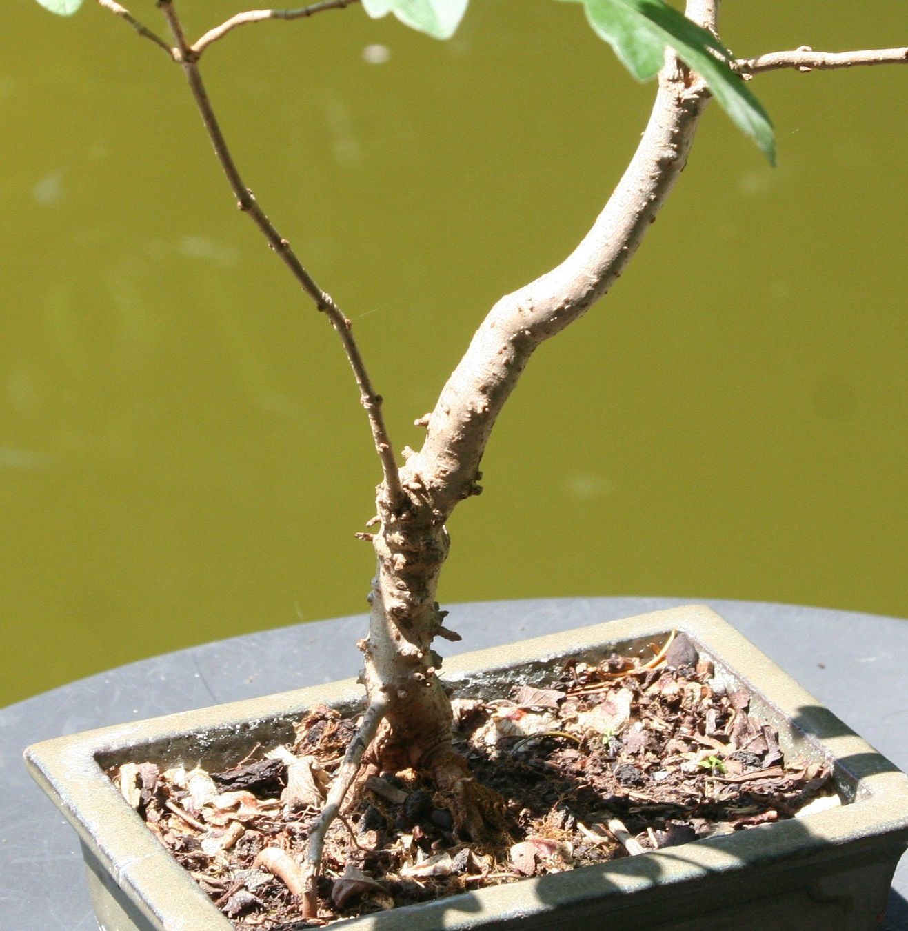 Plantes & graines: BONSAI  -  Feldahorn – D'occasion à Gretzenbach par Sikim 2
