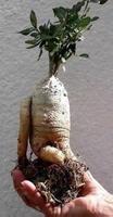 Fockea Edulis CAUDEX AFRICAIN RARE ! 15g