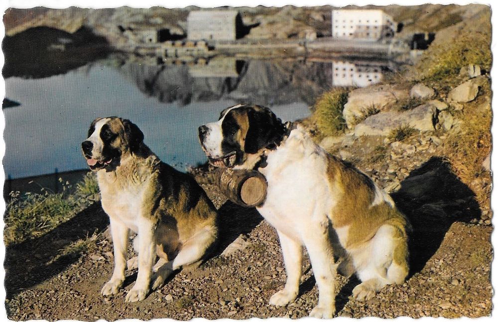 Hula hop smør Spædbarn Grosser St. Bernard Bernardiner-Hunde | Kaufen auf Ricardo