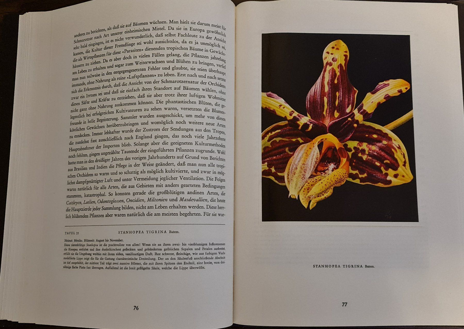 Libri: Orchideen Buch – Usato da Baden venduto da swiss-alps 3