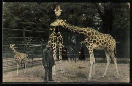 AK Köln, Giraffen mit Wärter im Zoo