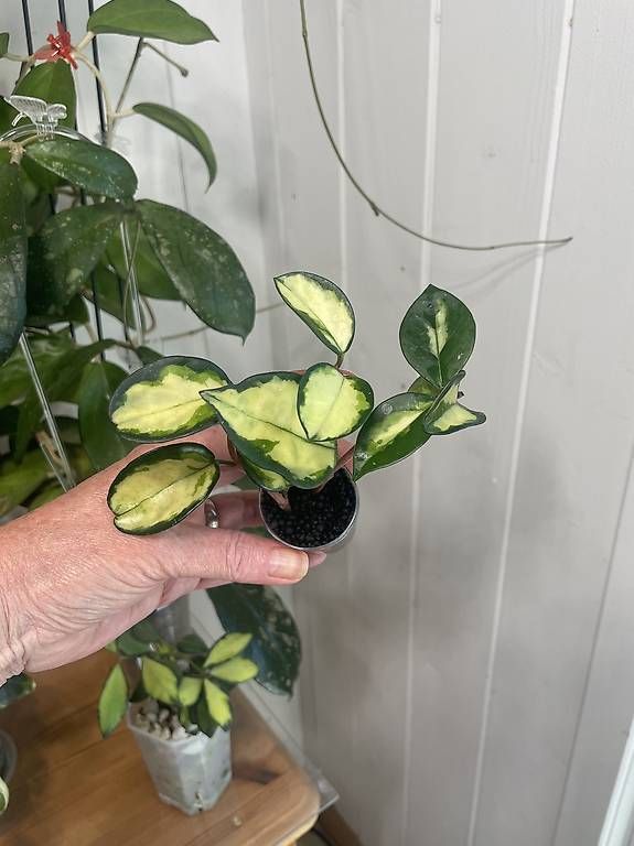 Piante & sementi: Hoya carnosa krimson prinzess – Usato da Schönholzerswilen venduto da Leavylounge