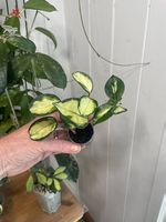 Hoya carnosa krimson prinzess