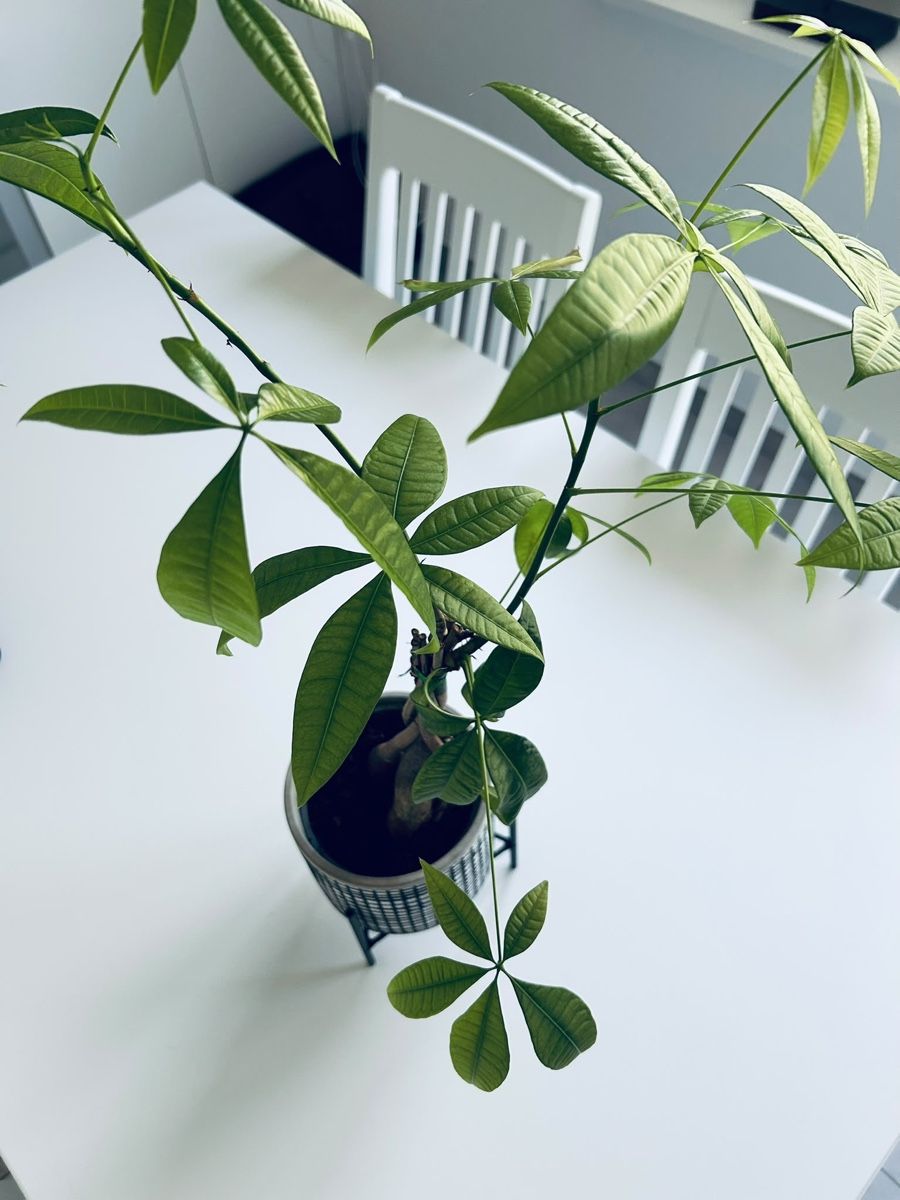 Plantes & graines: Zimmerpflanze mit Topf und Gestell – D'occasion à Mägenwil par afiloni84 2