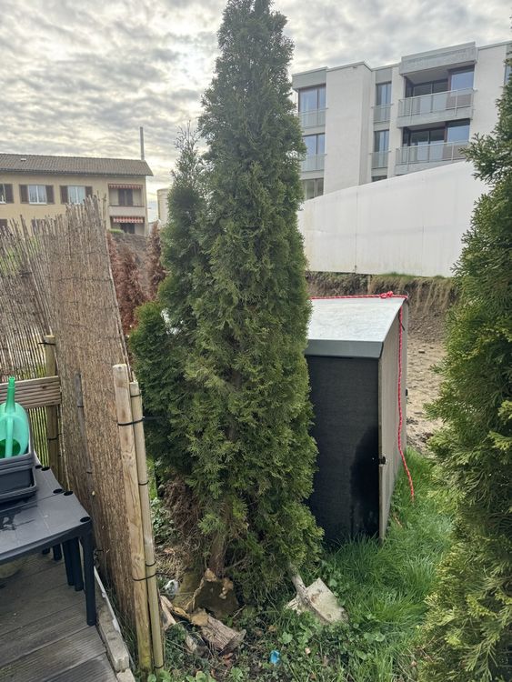 10 x Thuja Bäume Kaufen auf Ricardo