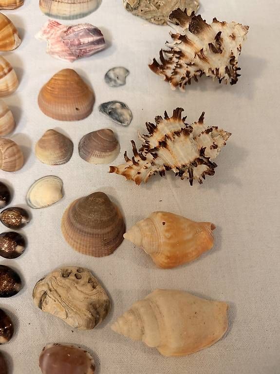 Fossilien: Muschelsammlung – Gebraucht aus Weggis von urs_rj7p 2