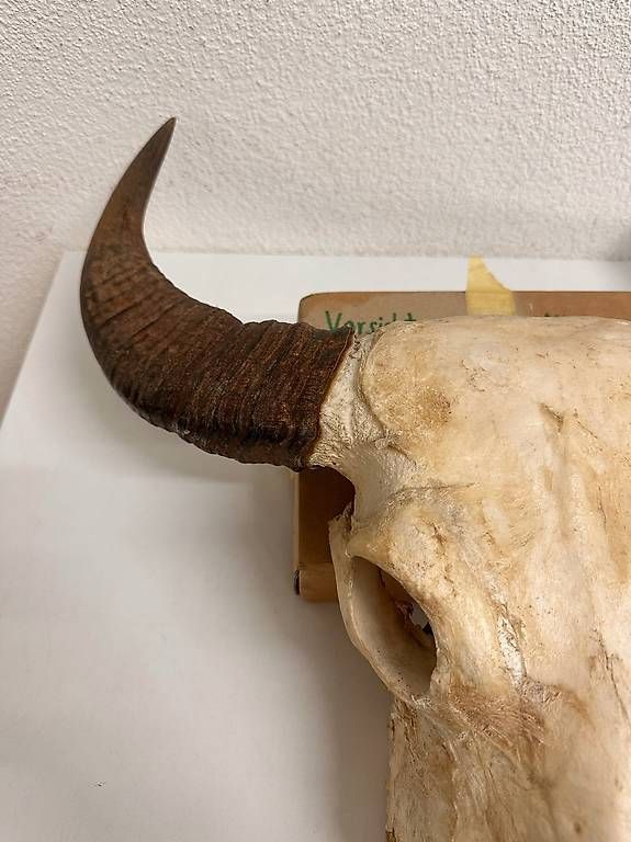 Altre raccolte & rarità: Vintage Wasserbüffel Schädel Trophäe mit Hornscheiden – Usato da Obernau venduto da Arche_Noah_Brocki 2