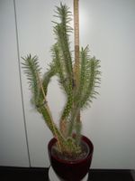 Kaktus