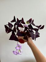 Oxalis Triangularis, Roter Glücksklee