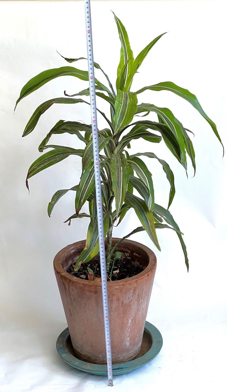 Piante & sementi: Dracaena*Lemon Drachenbaum***** – Usato da Dübendorf venduto da Orchid18 3