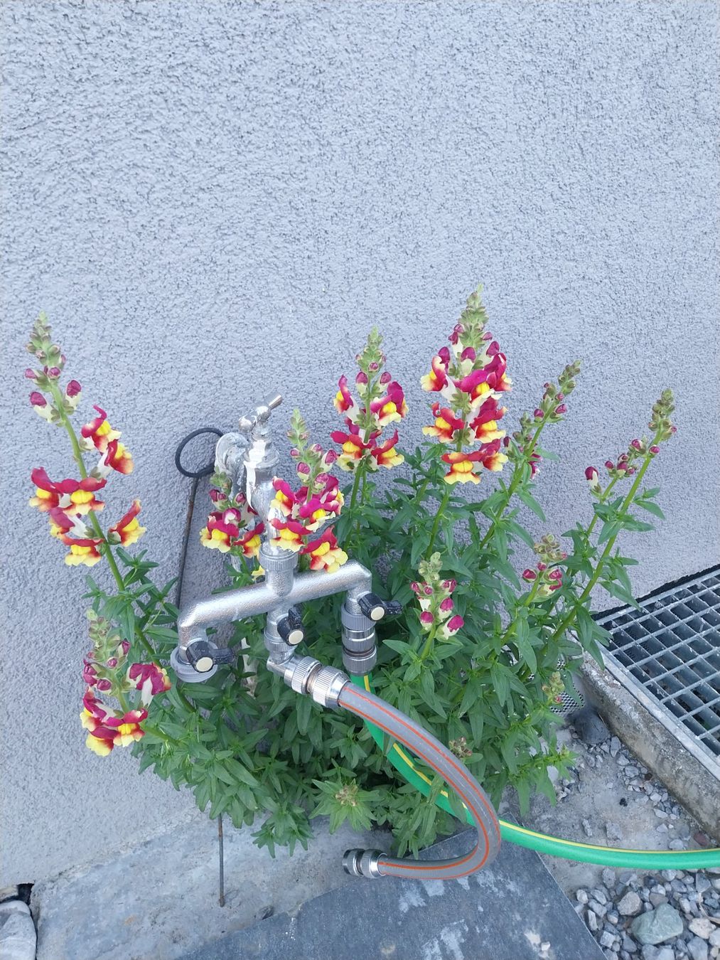 Pflanzen & Samen: Löwenmäulchen Mango Twist  Samen ca. 20Stk. – Gebraucht aus Schwaderloch von bademeister79 1