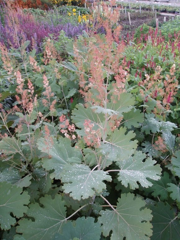 Piante & sementi: Federmohn - Macleaya microcarpa - 100 Samen – Nuovo e nell'imballaggio originale da Sumiswald venduto da Cham14559
