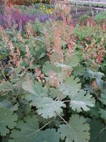 Federmohn - Macleaya microcarpa - 100 Samen