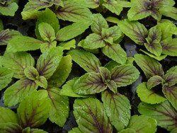 Pflanzen & Samen: VANILLE BASILIKUM Blue Spice / 20 Samen (Ocimum americanum) – Neu (gemäss Beschreibung) aus Hinteregg von ERFOLG78 1