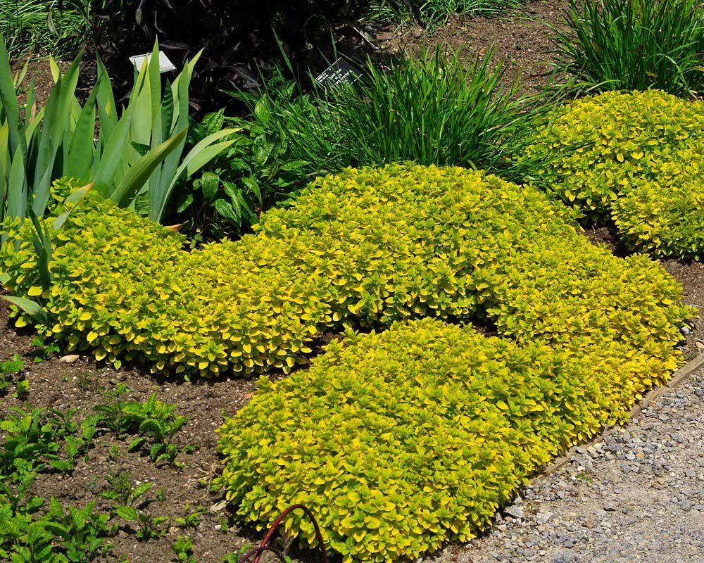 Piante & sementi: Origan doré 'Aureum'   RARE  2x – Nuovo (secondo la descrizione) da Bremblens venduto da FIBONACCI369