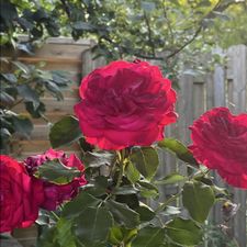 Profile image of rose259