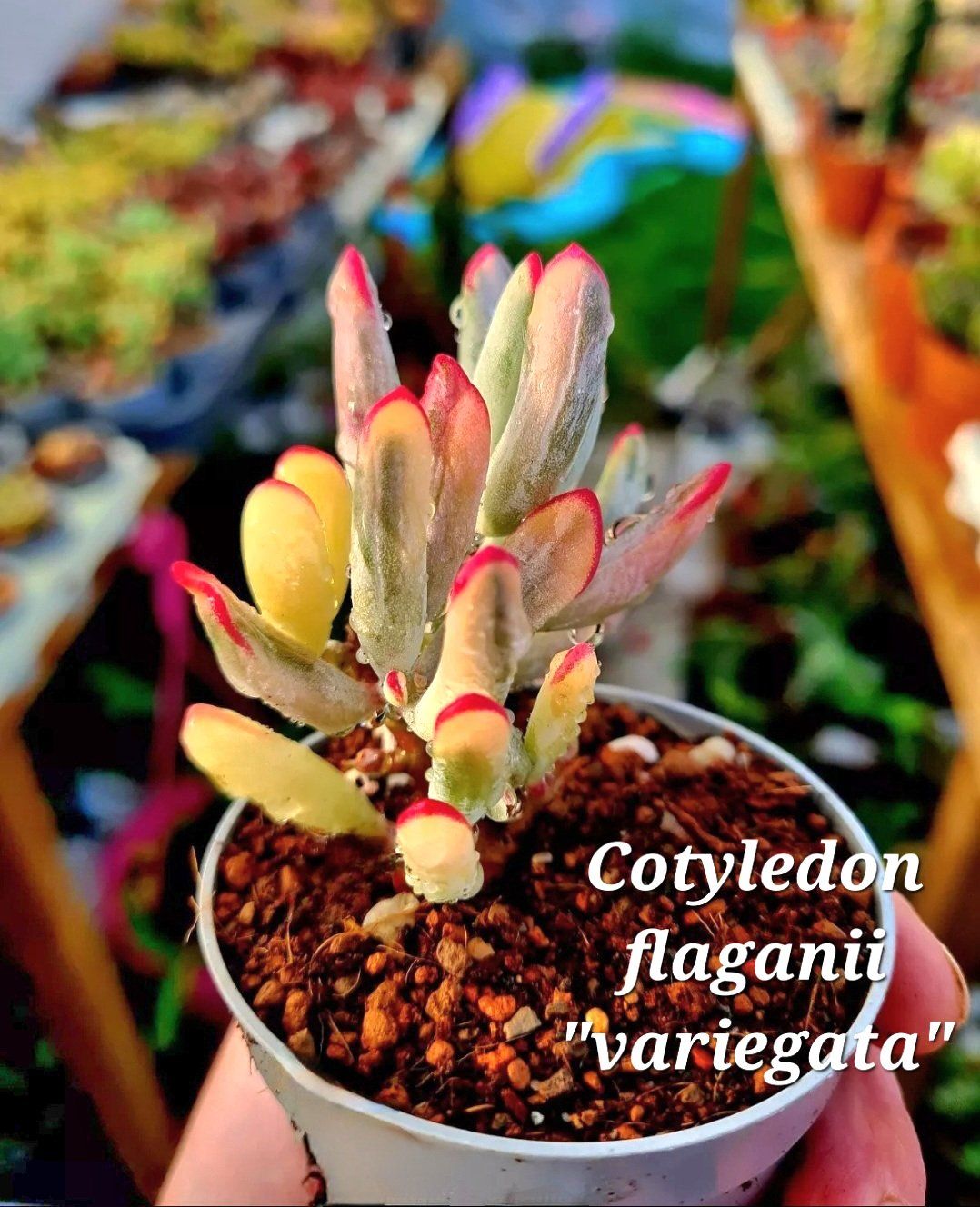 Piante & sementi: Sukkulente Cotyledon flaganii variegata – Nuovo (secondo la descrizione) da Zürich venduto da The_Plant_Wizard 1