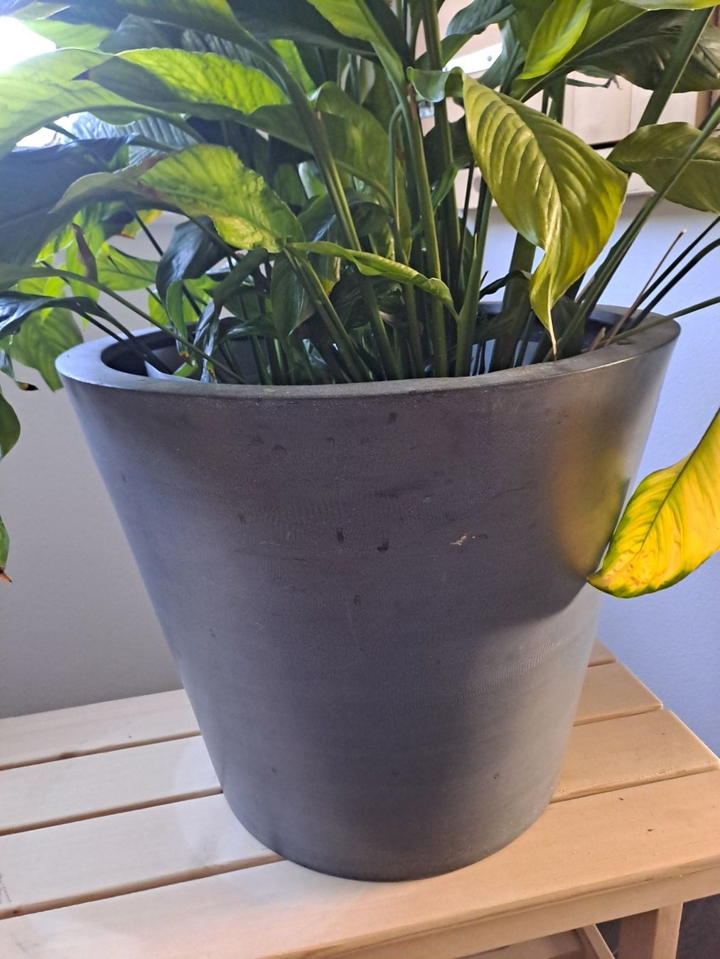 Piante & sementi: Friedenslilie Spathiphyllum – Usato da Nunningen venduto da AngelMagicSaCoCe 2