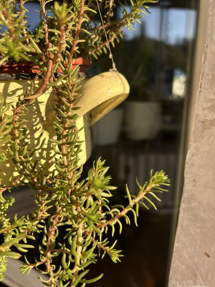 Pflanzen & Samen: Sukkulenten im Rahmen – Gebraucht aus Frauenfeld von Irene.Schuppli 4