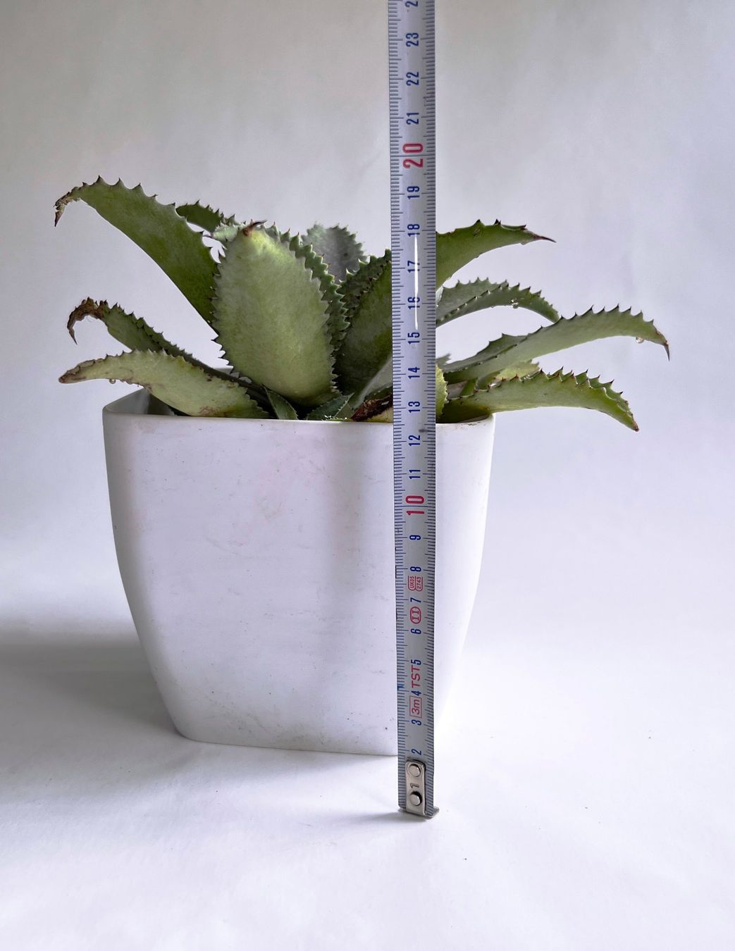 Piante & sementi: AGAVE*MANGAVE SILVER FOX***** – Nuovo (secondo la descrizione) da Dübendorf venduto da Orchid18 2