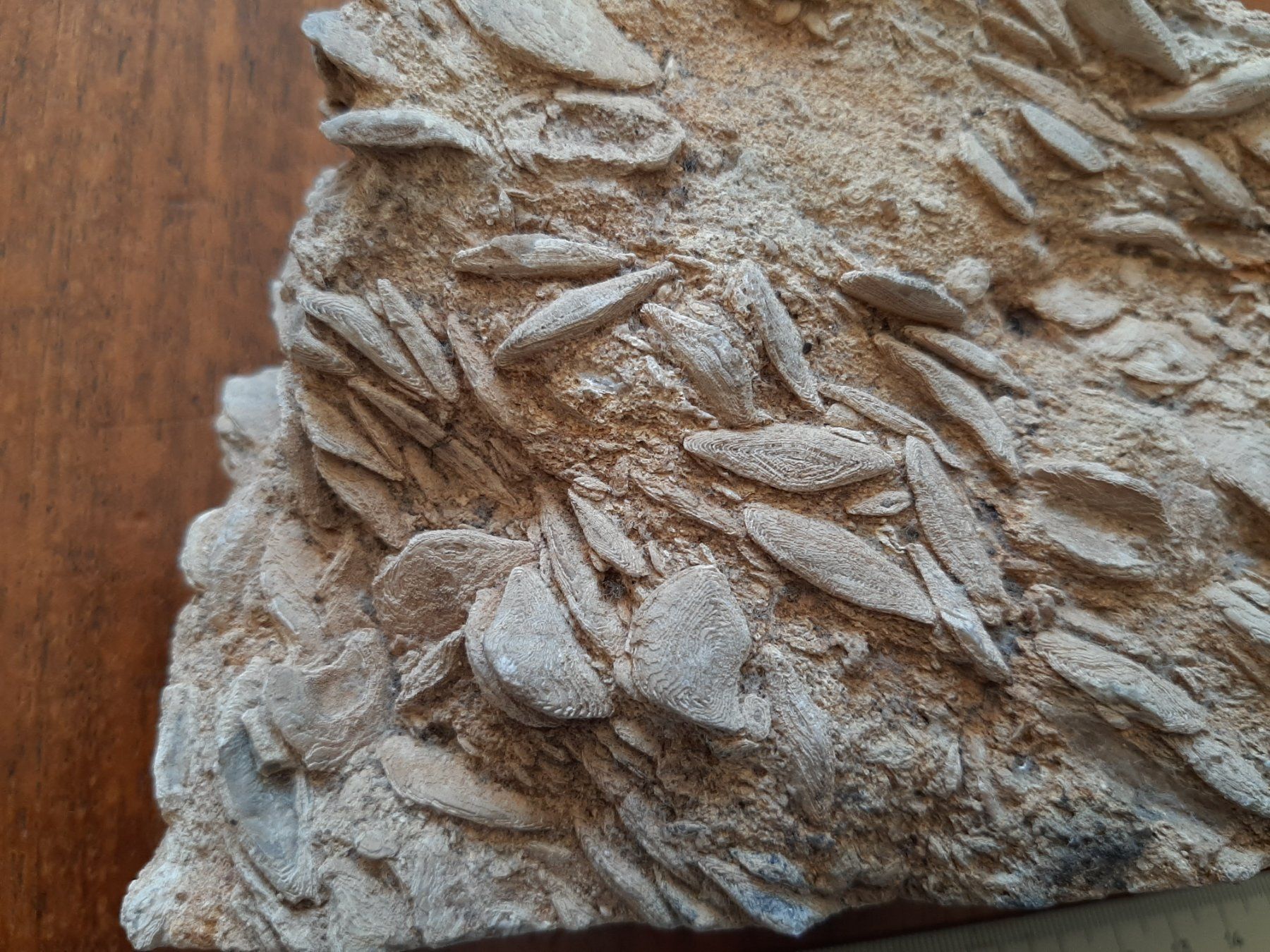 Fossili: Einzeller Fossil – Usato da Rickenbach BL venduto da Oktober68