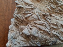 Einzeller Fossil