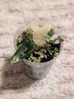 Alocasia Maharani Albo Variegata