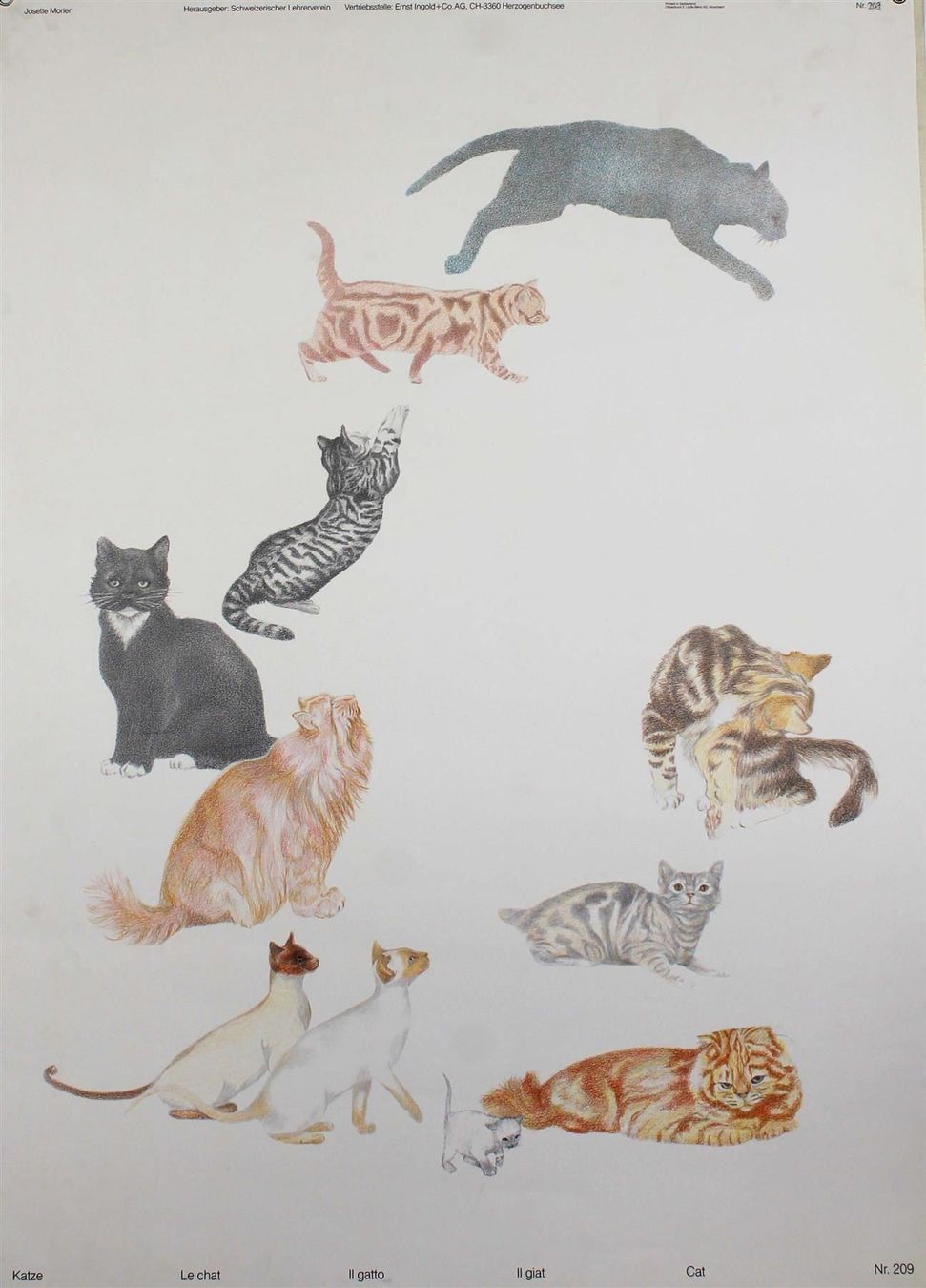 Foto & Immagini: Schulwandbild  Katze Josette Morier 1986 – Usato da Härkingen venduto da sammelbecken 1