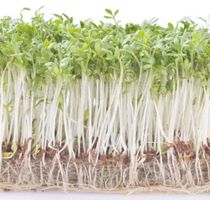 Ab 5.- fr 50 Samen von Kohlrabi-Wintersprossen