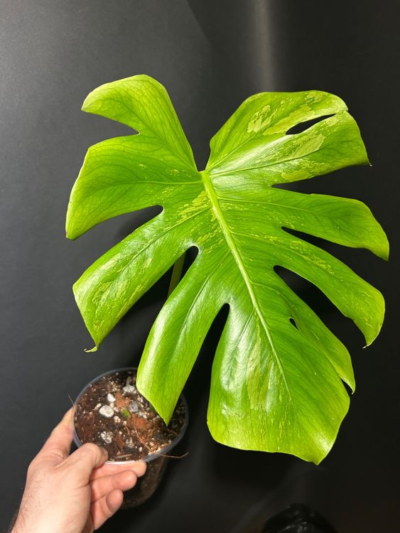 monstera aurea variegata Monstera deliciosa 'Aurea Marmorata'  Rare Variegated Houseplant  Lush &  Rare