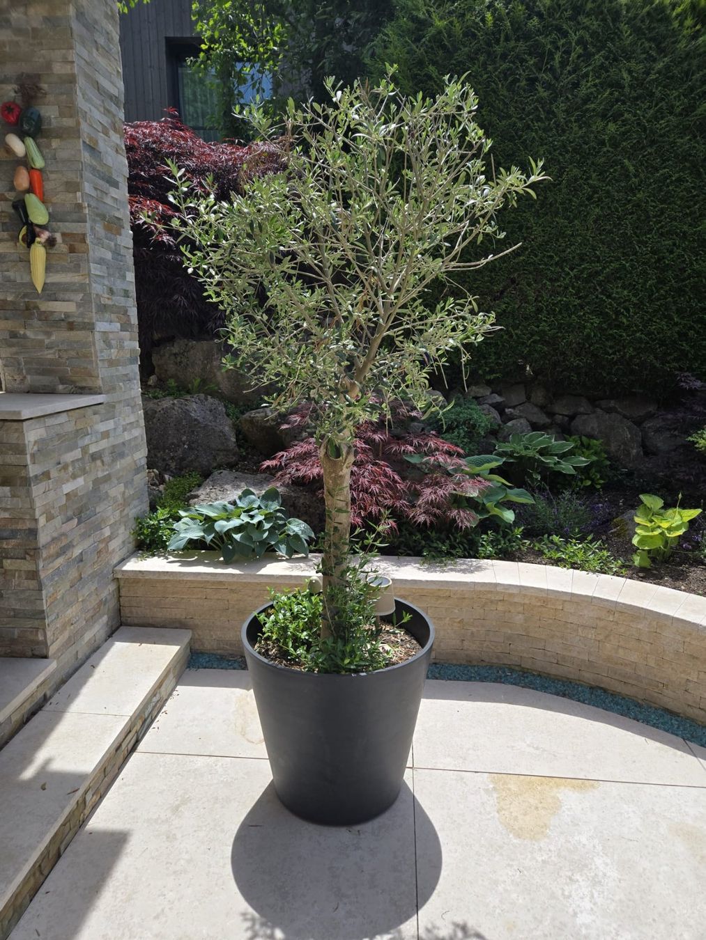 Piante & sementi: Olivenbaum Garten – Usato da Illnau venduto da Krog0 2